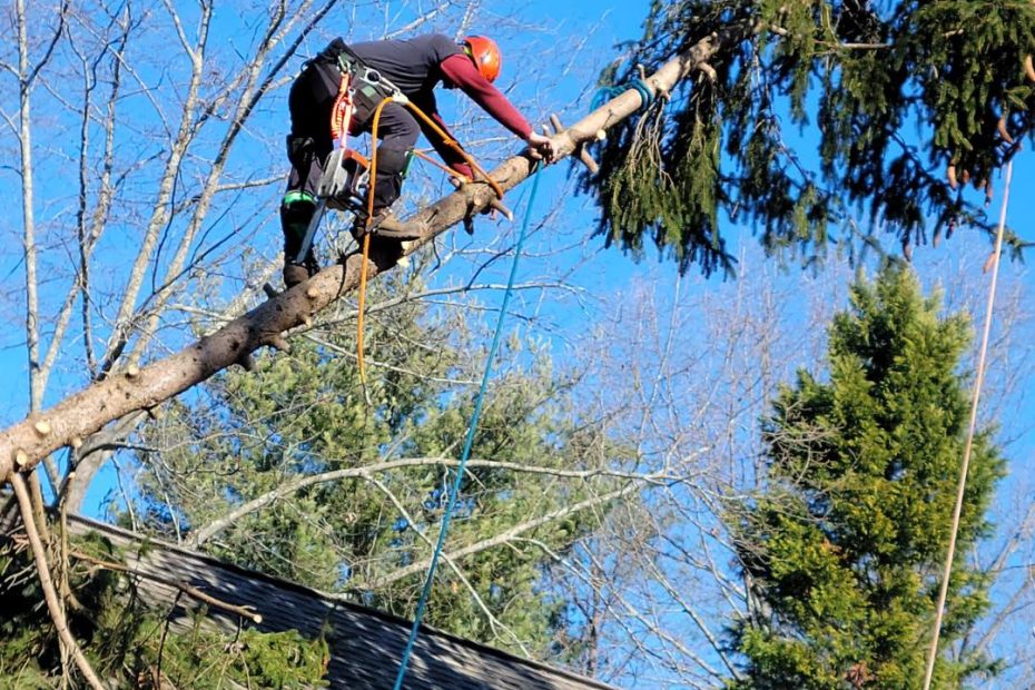 Tree Removal Chesterfield VA