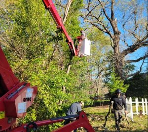 workers clearing trees