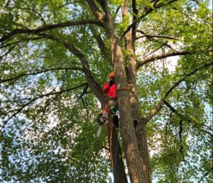 Tree Removal Chesterfield VA