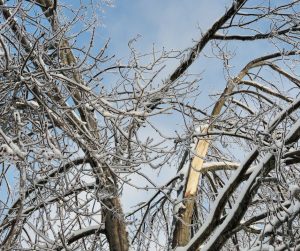 Tree Removal Richmond VA