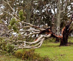 Tree Removal Chesterfield VA