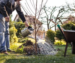 man watering young tree
