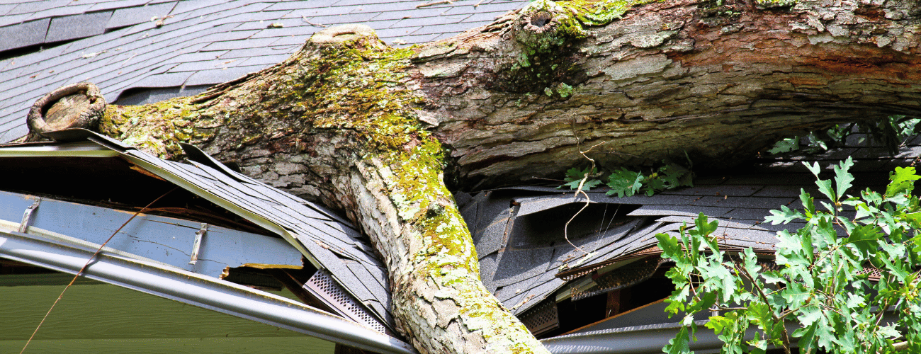 tree fallen on roof